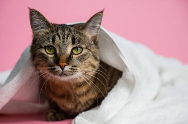 Pembe arka planda beyaz havluya sarılı çizgili kedi.