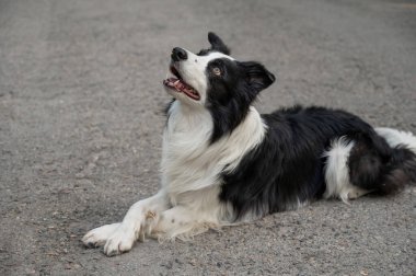 Çapraz pençeli siyah beyaz bir çoban köpeği kaldırımda yatıyor.