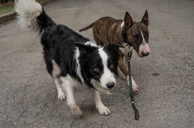 Boğa Teriyeri ve sınır köpeği açık havada. Yürüyüşe çıkmış iki köpek.