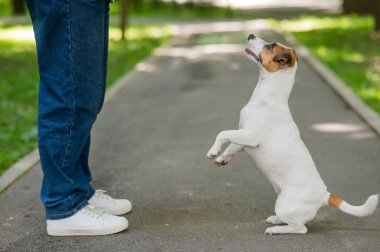 Köpek Jack Russell Terrier, parkta yürürken sahibine dikkatle bakar.