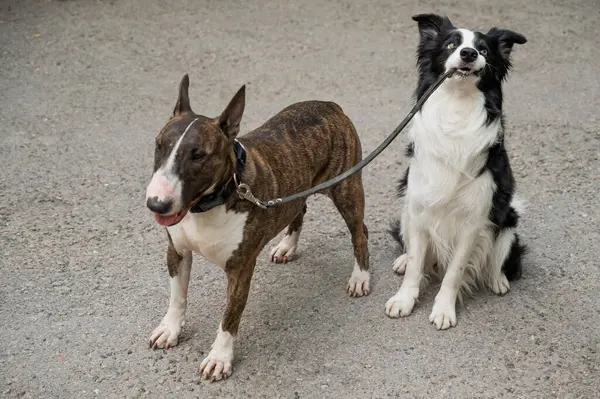 Collie Fronteira Leva Terrier Touro Pela Trela Cão Passear Outro — Fotografia de Stock