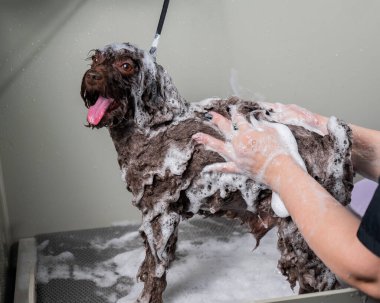 Kadın kuaförde mini fino köpeğini şampuanlıyor.