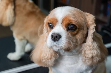 Süvari Kralı Charles Spaniel 'in bir kuafördeki portresi.