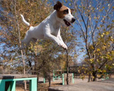 Jack Russell Terrier köpeği köpek parkında bir banktan diğerine atlıyor.