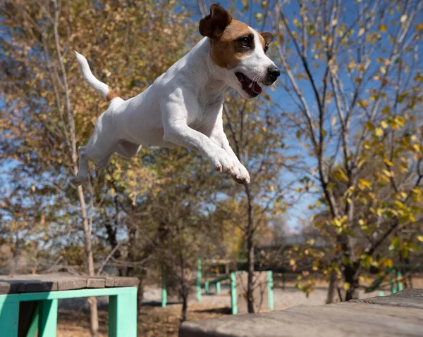 Jack Russell Terrier dog jumping from one wooden bench to another in the dog playground