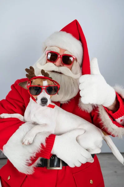 Santa claus and santas helper in sunglasses on a white background. Jack russell terrier dog in a deer costume