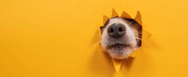 Jack Russell Terrier 'ın burnu yırtık kağıt turuncu arka planda. Geniş Ekran