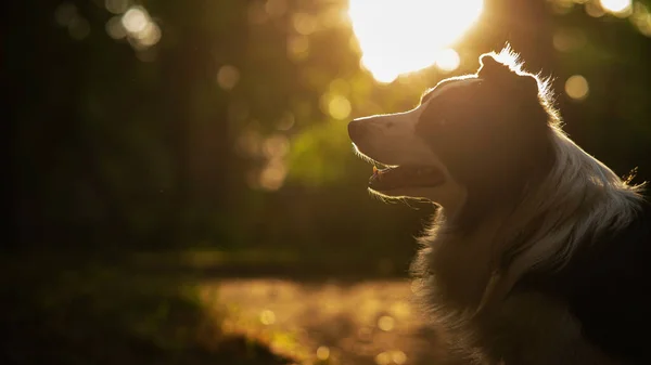 日落时分在树林中散步的黑白边境牧羊犬的画像 — 图库照片