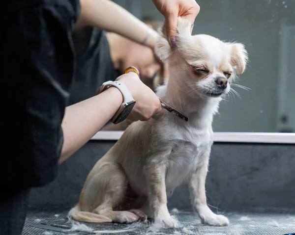 Bir Kadın Kuaförde Şirin Bir Chihuahua Sosisi Kesiyor — Stok fotoğraf