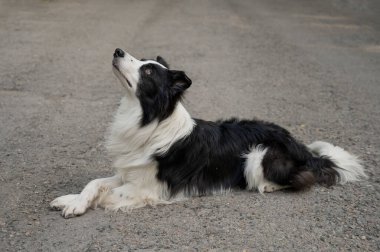 Çapraz pençeli siyah beyaz bir çoban köpeği kaldırımda yatıyor.