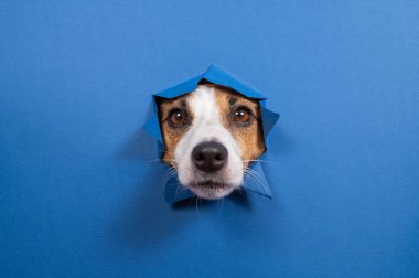 Komik köpek Jack Russell Terrier kağıt mavisi arka planda bir delikten sarkıyor.