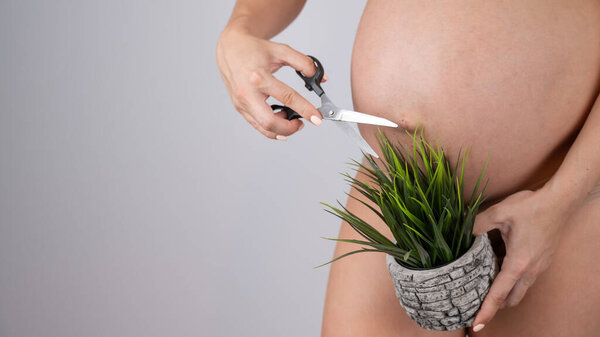 A faceless pregnant woman cuts a plant with scissors. Metaphor for epilation of the bikini area