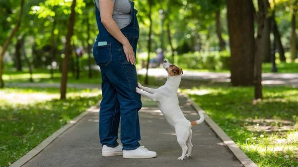 Jack Russell Terrier Cão Colocar Patas Sobre Proprietário Passeio Parque — Fotografia de Stock