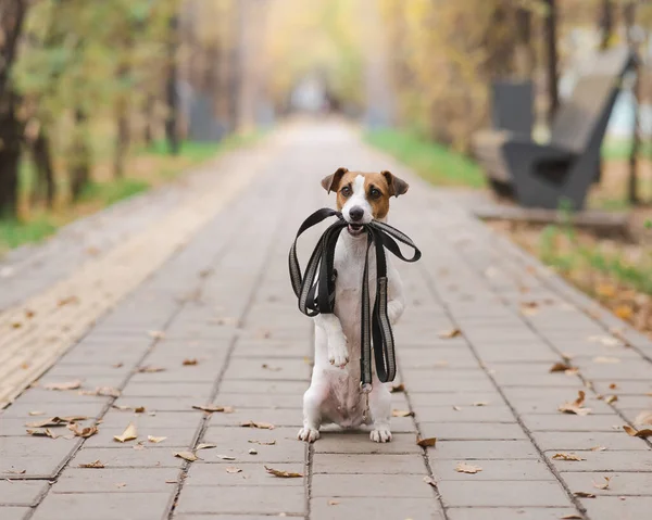 Jack Russell Terrier Cane Guinzaglio Una Passeggiata Nel Parco Autunnale — Foto Stock