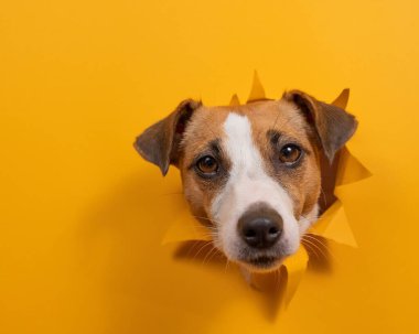 Komik köpek Jack Russell Terrier kağıt turuncu arka planda bir delikten sarkıyor.