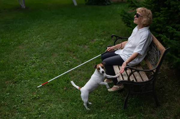 Una Anciana Ciega Sienta Banco Parque Vieja Paseo Con Perro — Foto de Stock