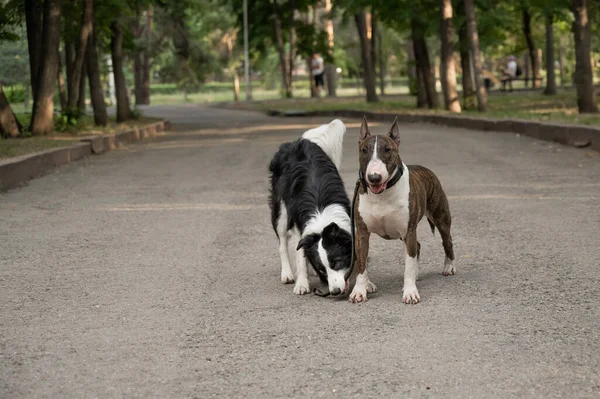 A border collie leads a bull terrier by the leash. One dog walking another