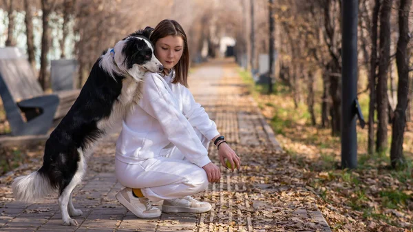 Black and white border collie dog put its paws on its owners back during a walk in the autumn park