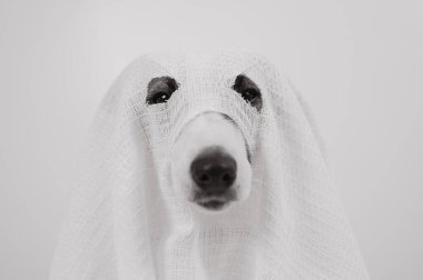 Beyaz arka planda hayalet kostümlü köpek Jack Russell Terrier.