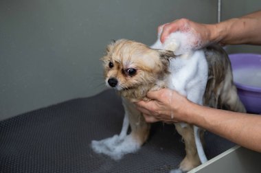 Bakımcı kadın köpeğini şampuanla yıkıyor.