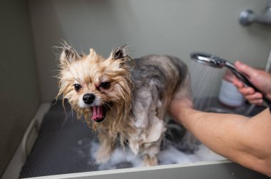 Bir kadın kuaförde şirin bir Pomeranya köpeği yıkıyor.