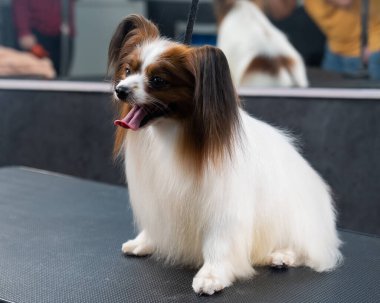 Papillon Continental Spaniel 'in kuafördeki portresi.