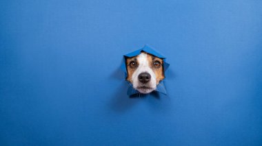 Komik köpek Jack Russell Terrier kağıt mavisi arka planda bir delikten sarkıyor.