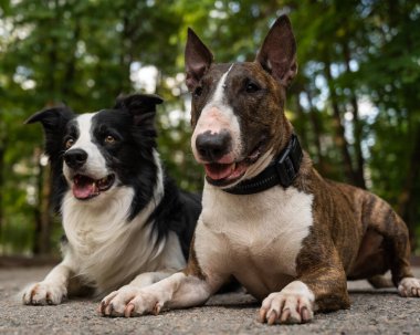Boğa teriyeri ve sınır köpeği açık havada. Yürüyüşe çıkmış iki köpek.
