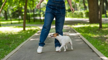 Jack Russell Terrier sahibine yılan komutası veriyor. Köpek dışarıda dişi bacakların arasında koşar.