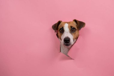 Komik köpek Jack Russell Terrier Pembe kağıt arkaplanı yırttı