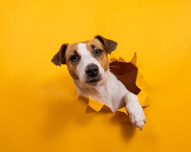 Komik Jack Russell Terrier kağıt turuncu bir arka plandan çıkıp onu yırtıyor.