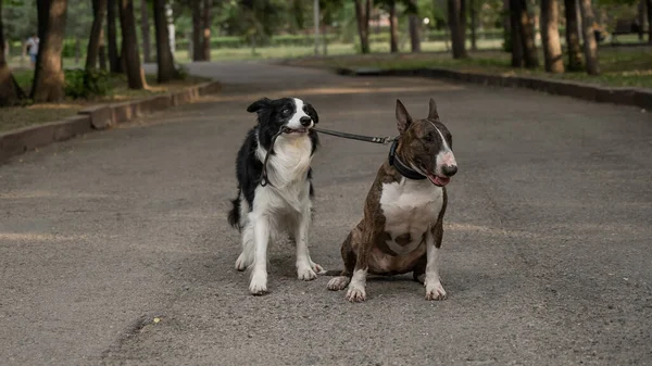 Bir çoban köpeği, boğayı tasmasından tutup teriyere yönlendirir. Bir köpek diğerini gezdiriyor.