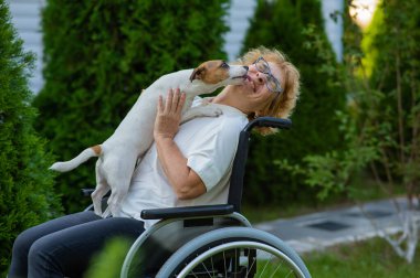 Elderly caucasian woman hugging a jack russell terrier dog while sitting in a wheelchair on a walk outdoors