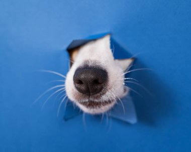 Jack Russell Terrier köpek burnu yırtılmış kağıt mavisi arka planda