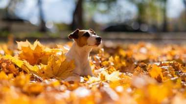 Jack Russell Terrier 'ın sarı yapraklı köpeği.
