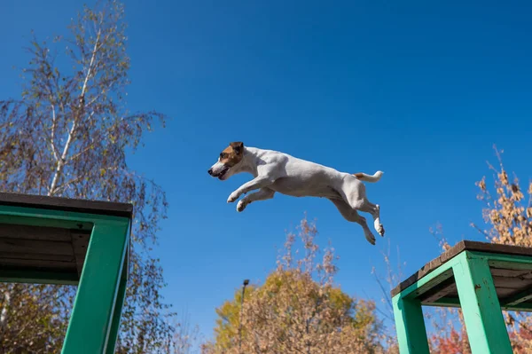Jack Russell Terrier dog jumping from one wooden bench to another in the dog playground