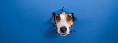 Komik köpek Jack Russell Terrier kağıt mavisi arka planda bir delikten sarkıyor.