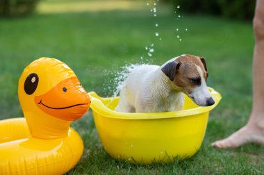 Sahibi köpeği yeşil çimenlikteki sarı bir havuzda yıkıyor.