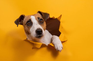 Komik Jack Russell Terrier kağıt turuncu bir arka plandan çıkıp onu yırtıyor.