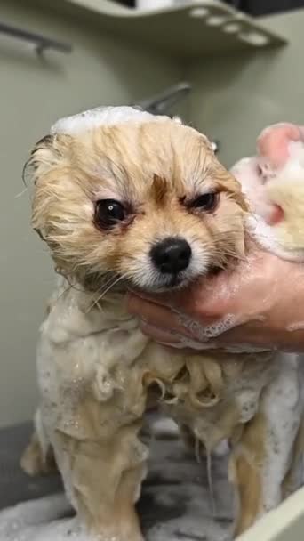 Seorang Wanita Mencuci Dengan Shampo Spitz Lucu Anjing Salon Perawatan — Stok Video