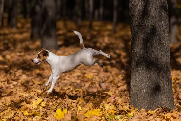 Jack Russell Terrier dog jumps from a tree in an autumn park