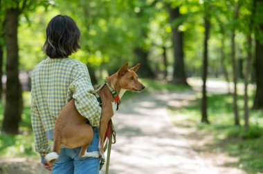 Genç ve güzel bir kadın yürüyüş için bir köpeği kollarında tutuyor. Havlamayan Afrikalı Basenji köpeği