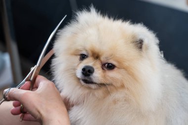 Bir kadın makasla Pomeranya kesimi yapar. Kuaförde bir köpek.
