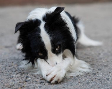 Border collie dog dışarıda egzersiz yapıyor.