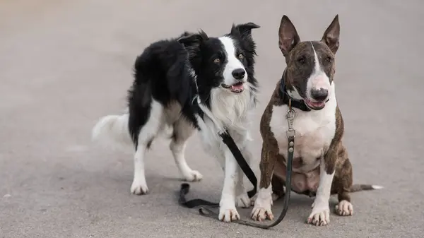Preto Branco Fronteira Collie Brindle Touro Terrier Mentira Passeio — Fotografia de Stock