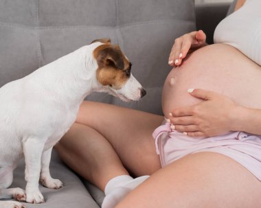 Hamile kadın köpeği Jack Russell Terrier ile koltukta oturuyor.