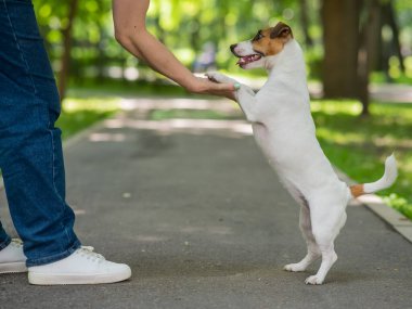 Jack Russell Terrier köpeği parkta yürürken patilerini sahibine koydu.