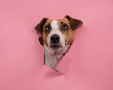 Komik köpek Jack Russell Terrier Pembe kağıt arkaplanı yırttı