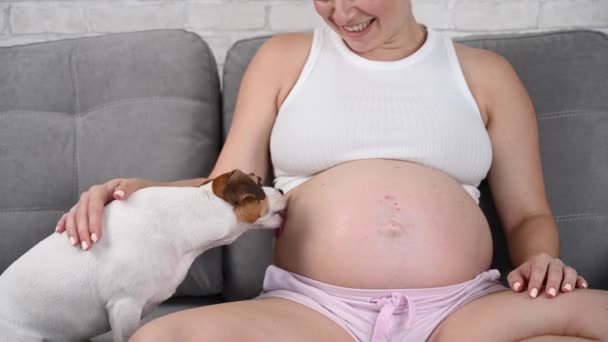 一个孕妇和一只狗坐在沙发上 Jack Russell Terrier舔业主的肚子 — 图库视频影像