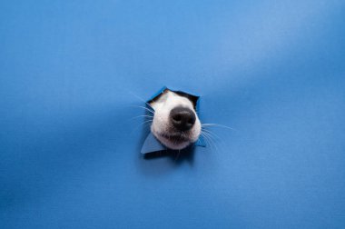 Jack Russell Terrier köpek burnu yırtılmış kağıt mavisi arka planda